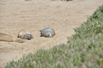 sea lion on beach