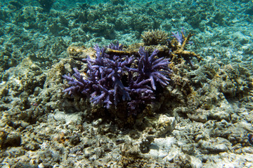 Fototapeta na wymiar Acropora coral view in the sea