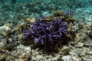 Acropora coral view in the sea