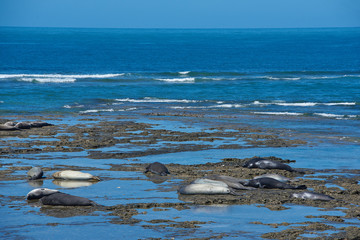 Obraz premium sea lion on beach