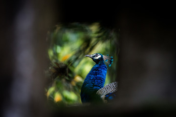 Fototapeta premium Peacock portrait