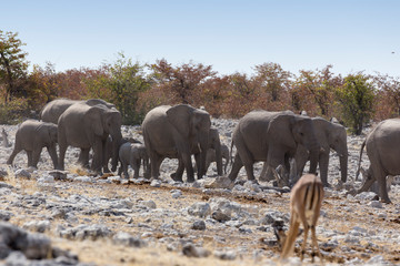 A view of elephant herd
