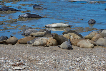 Obraz premium sea lion on beach