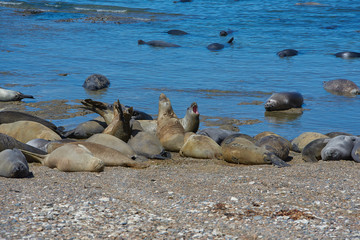 sea lion on beach