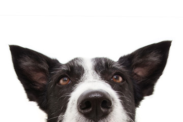 close-up attentive border collie dog with ears up and looking up. Isolated on white background.