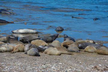 sea lion on beach