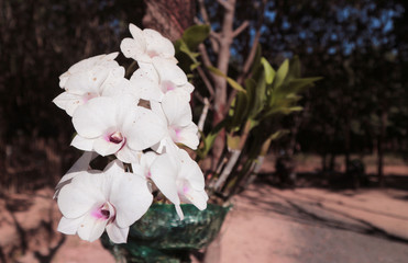 White orchids are beautiful in nature.