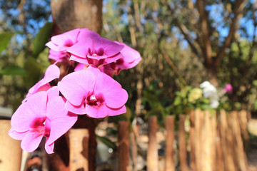 Pink  orchids are beautiful in nature.