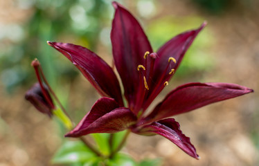 red flower