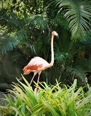 Fototapeta premium Flamingos