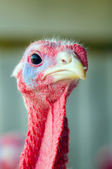 Close-up portrait of a turkey on a chicken farm