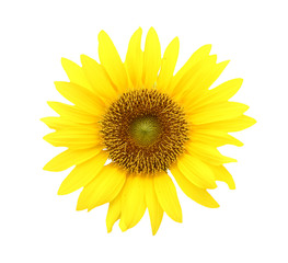 Blooming yellow sunflower isolated on white background