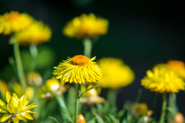 dandelion in grass