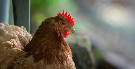 hen on farm