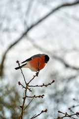 male gimpel sitting on a cherry tree
