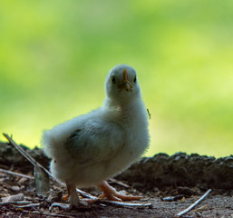 baby chick on hay 