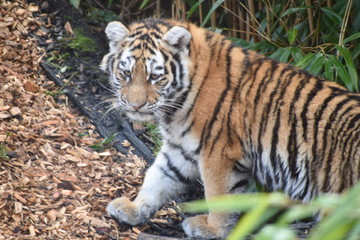 Fototapeta na wymiar Beautiful Amur tiger and cubs at the zoo