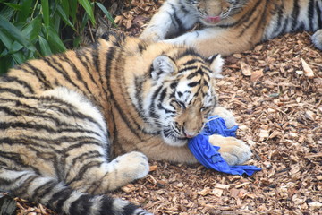 Beautiful Amur tiger and cubs at the zoo