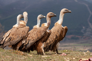 Griffon Vulture (Gyps fulvus) in the Cantabrian Mountains. Leon, Spain