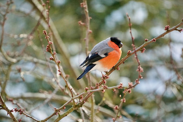 male gimpel sitting on a cherry tree