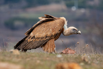 Griffon Vulture (Gyps fulvus) feeding on the Cantabrian mountain range. Leon, Spain