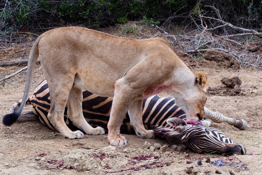 An African Lioness stands over her kill licking its neck