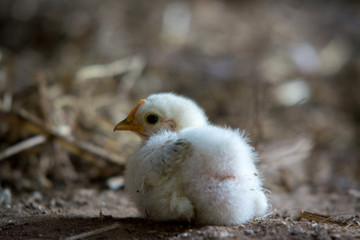 baby chick on hay 