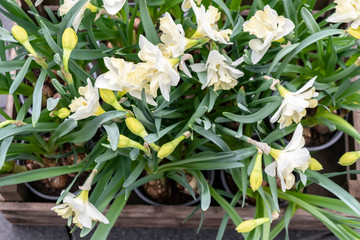 Spring white flowers daffodils in a wooden box rustic background in loft style.