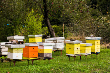 Small apiary with colorful hives in Serbian Orthodox monastery (cloister) Moracha farm in mountains of Montenegro