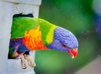 colorful parrot on a branch