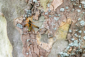 Large insects in the wild. Yellow-black big mosquito Ctenophora festiva (Crane fly) close-up on the bark of a tree.