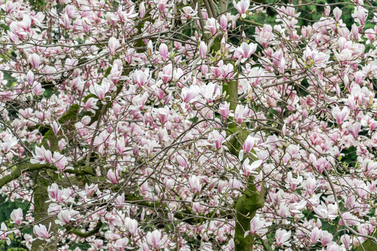 Spring flowering magnolia tree with large white pink flowers close-up floral background.