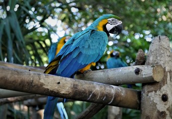 türkisfarbener papagei