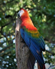 roter Papagei