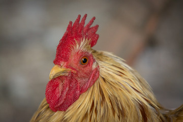 mother hen on neutral background 