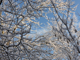Obraz premium Snowy tree and blue sky