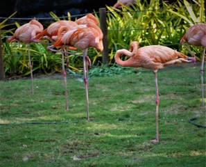 Flamingo