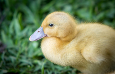 Portrait of baby duck sitting on grass