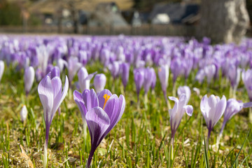 Krokusswiesen Drehbach