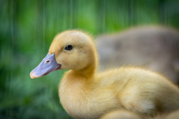 portrait of a duck