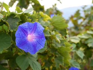 magical blue flower from crete