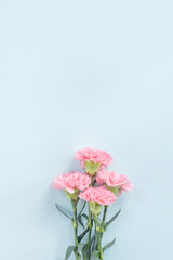 Beautiful, elegant pink carnation flower over bright light blue table background, concept of Mother's Day flower gift, top view, flat lay, overhead
