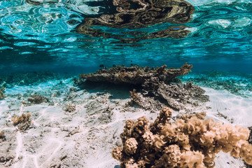 Fototapeta na wymiar Underwater scene with corals and fish in tropical sea