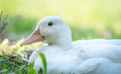 duck on a background
