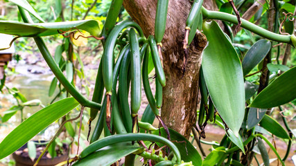 Raw green vanilla bean cultivated in Purworejo, Indonesia