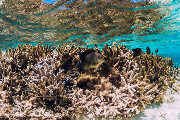 Underwater scene with corals and fish in tropical sea
