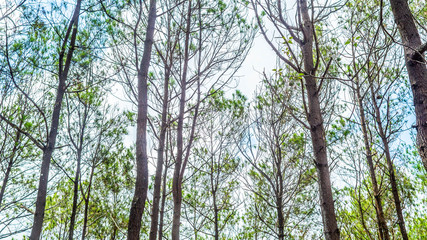 The beauty of pine forest