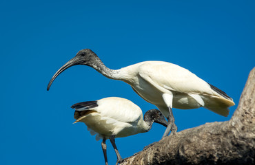 ibis in habitat 