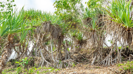 Pandanus sp. grow on the rocky cliff at Kukup Beach, Gunung Kidul, Yogyakarta, Indonesia