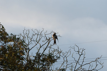 Red Kite (Milvus milvus) sitting on tree 